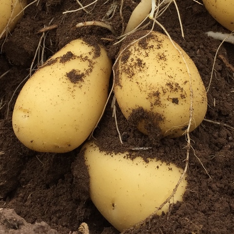 Potato