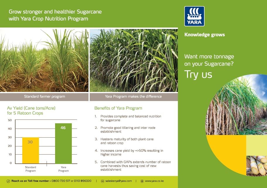 sugarcane