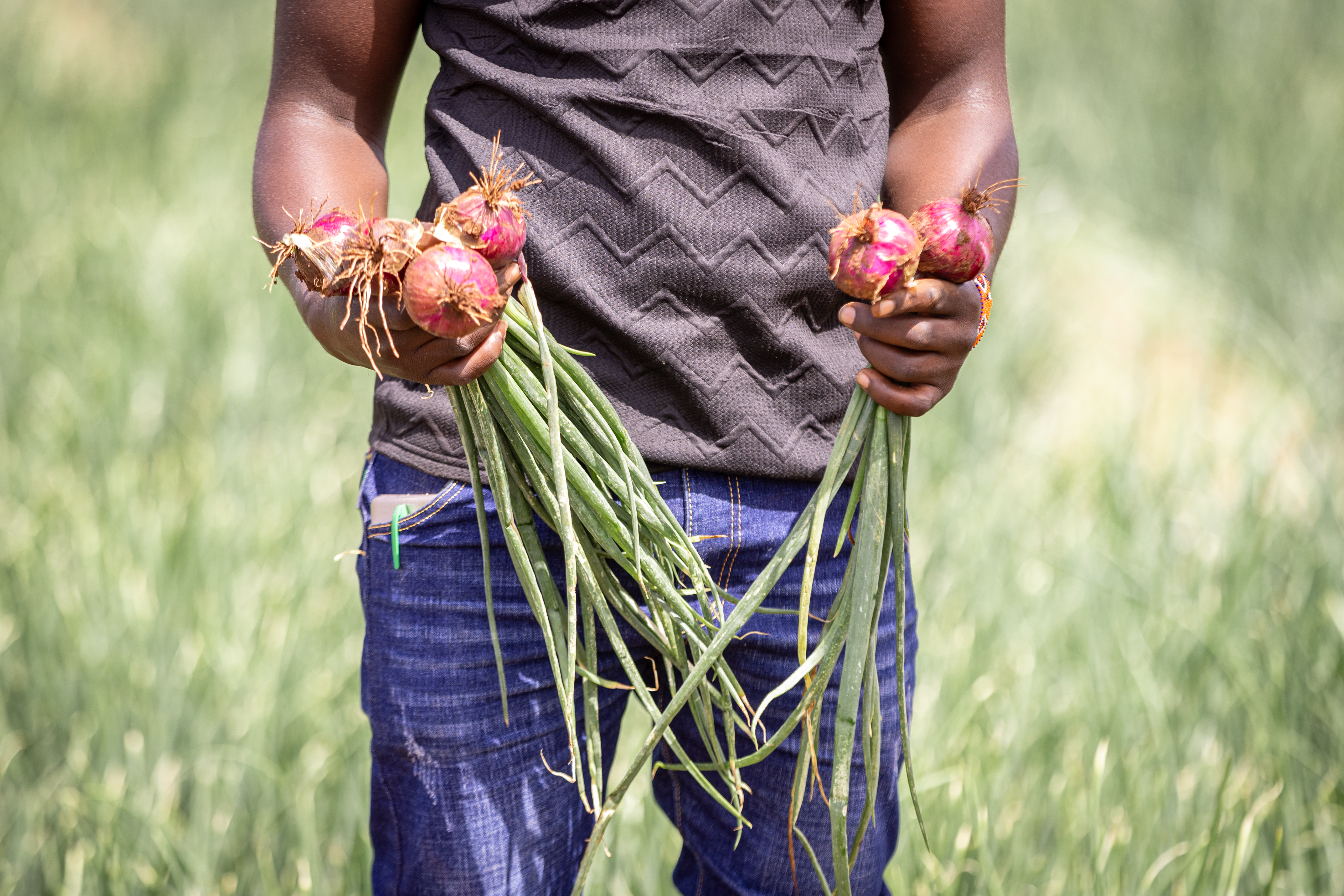 Onionfarming 