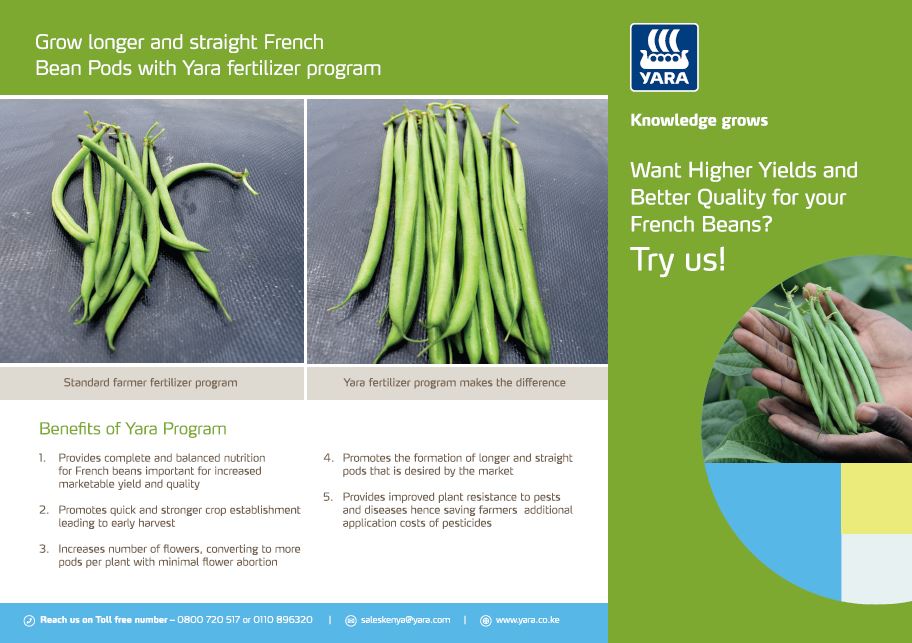 french beans