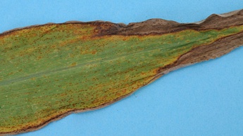 Potassium deficiency