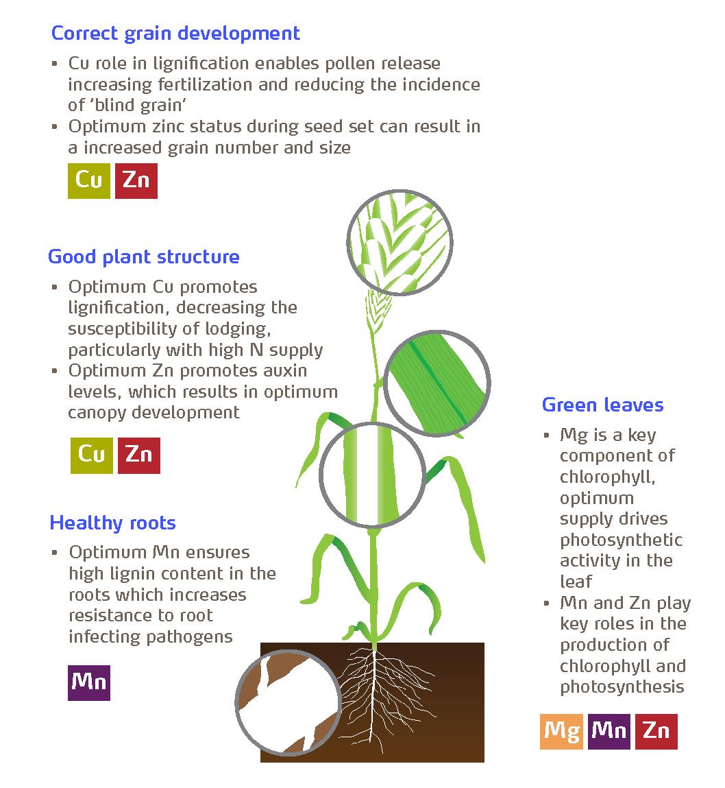 The roles of micronutrients in cereals