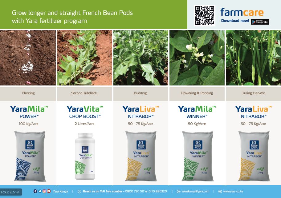french beans