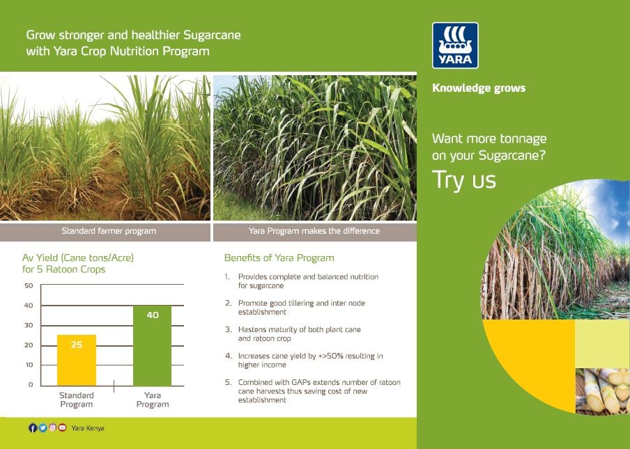 sugarcane