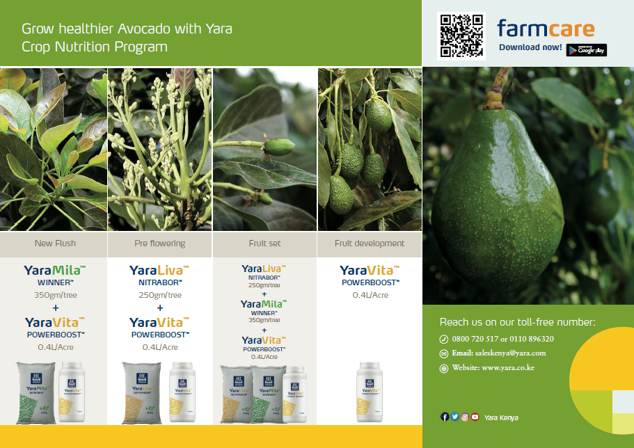 avo