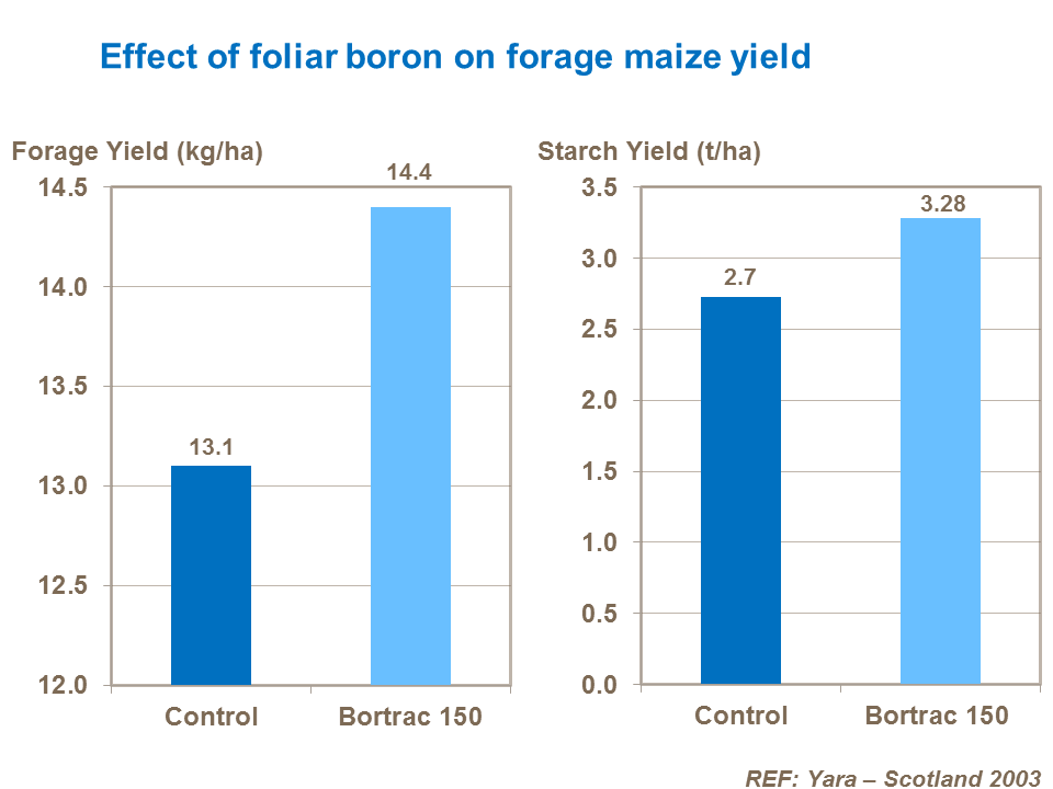 Effect of foliar boron on forage maize yield