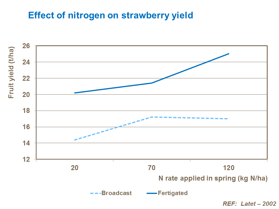 Effect of nitrogen on strawberry yield