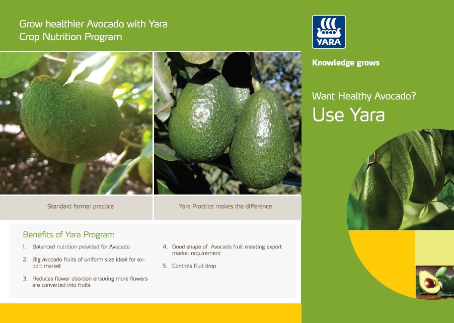 avo