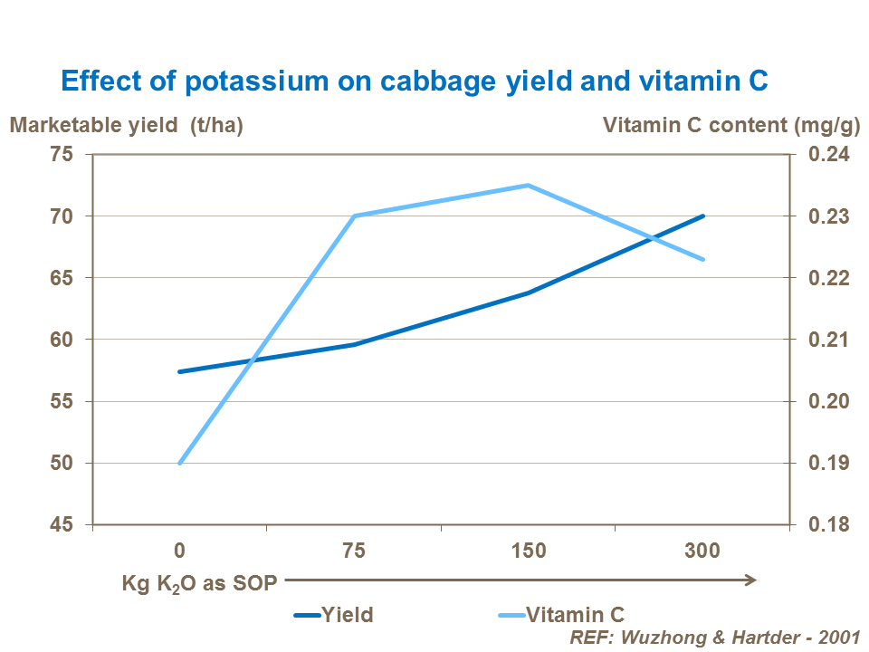Effect of potassium on cabbage yield and vitamin C
