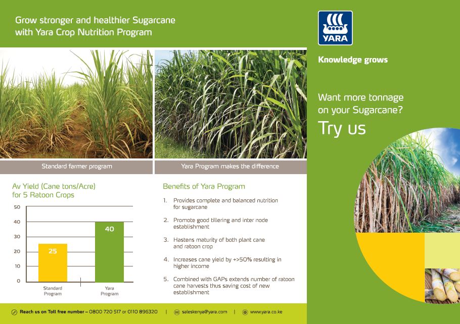 sugarcanes
