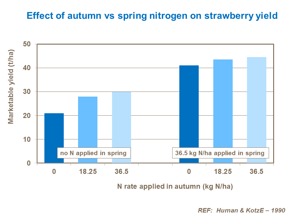Effect of autumn vs spring nitrogen on strawberry yield