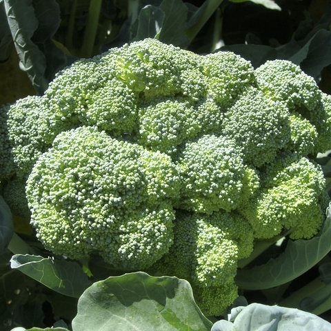 Broccoli