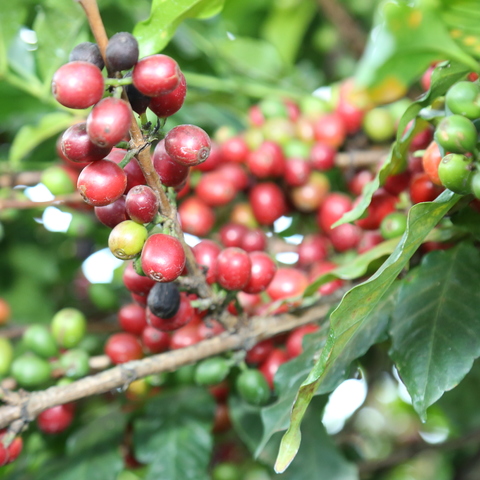 Coffee