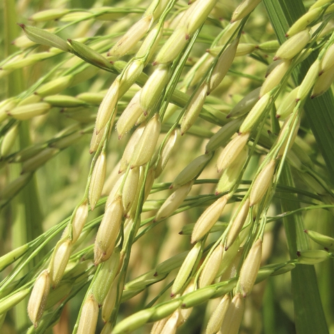 rice